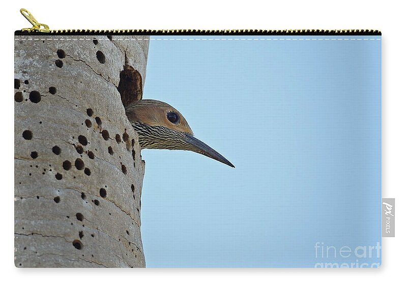 Fernandina's Flicker Zip Pouch featuring the photograph Fernandinas Flicker In Nest by Neil Bowman/FLPA