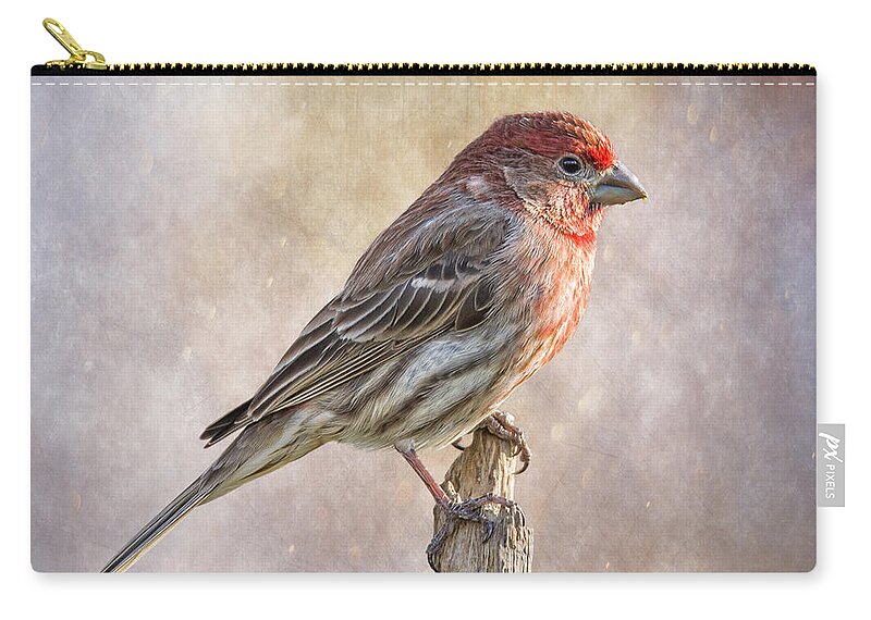 Chordata Zip Pouch featuring the photograph Finch Posted On Top by Bill and Linda Tiepelman