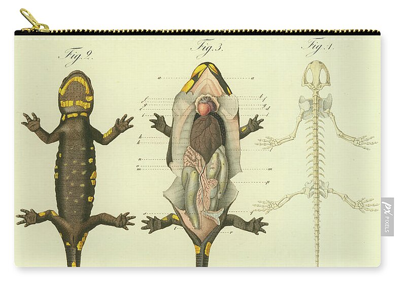 Salamander Zip Pouch featuring the drawing Fire Salamander Anatomy by Christian Leopold Mueller