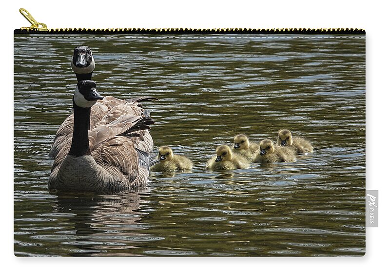 Canada Goose Zip Pouch featuring the photograph First Outing by Inge Riis McDonald