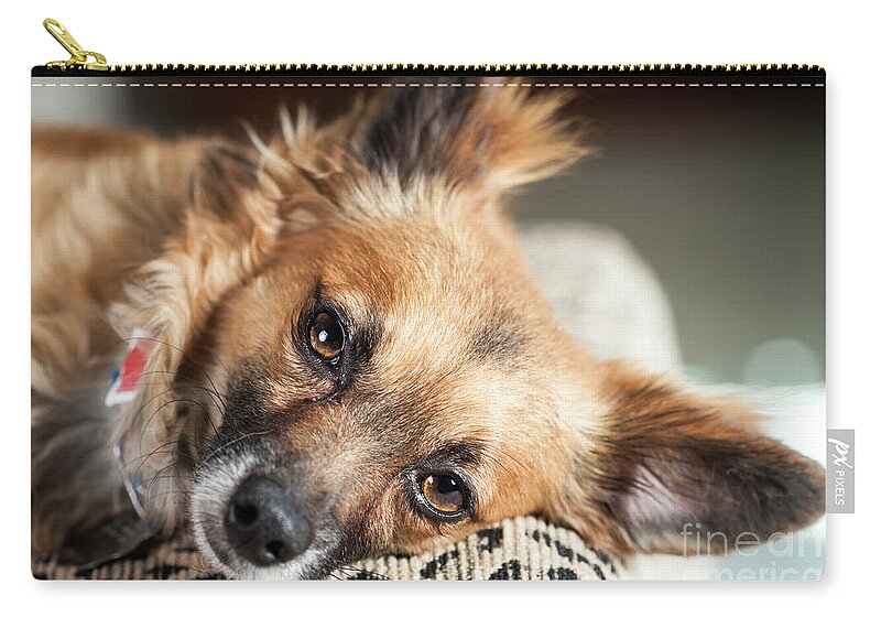 Bokeh Zip Pouch featuring the photograph Fisher by Lawrence Burry