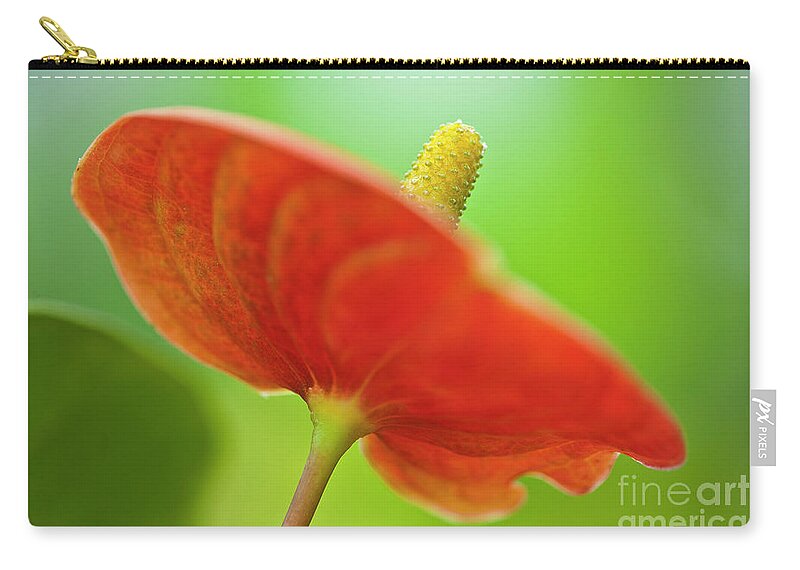 Anthurie Zip Pouch featuring the photograph Flamingo Flower 2 by Heiko Koehrer-Wagner