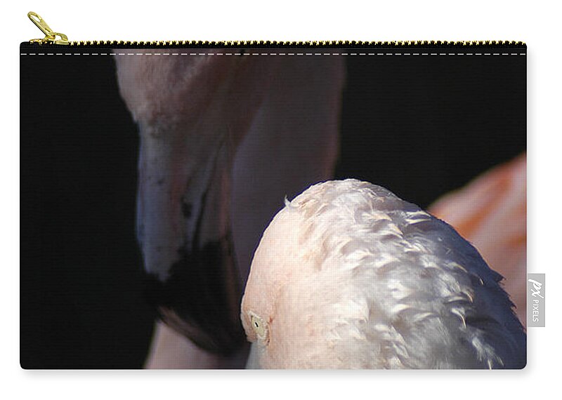 Pair Zip Pouch featuring the photograph Flamingo Study - 1 by DArcy Evans