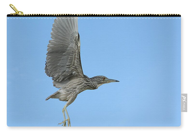 Juvenile Black Crowned Night Heron Zip Pouch featuring the photograph Flight of the Night Heron by Fraida Gutovich