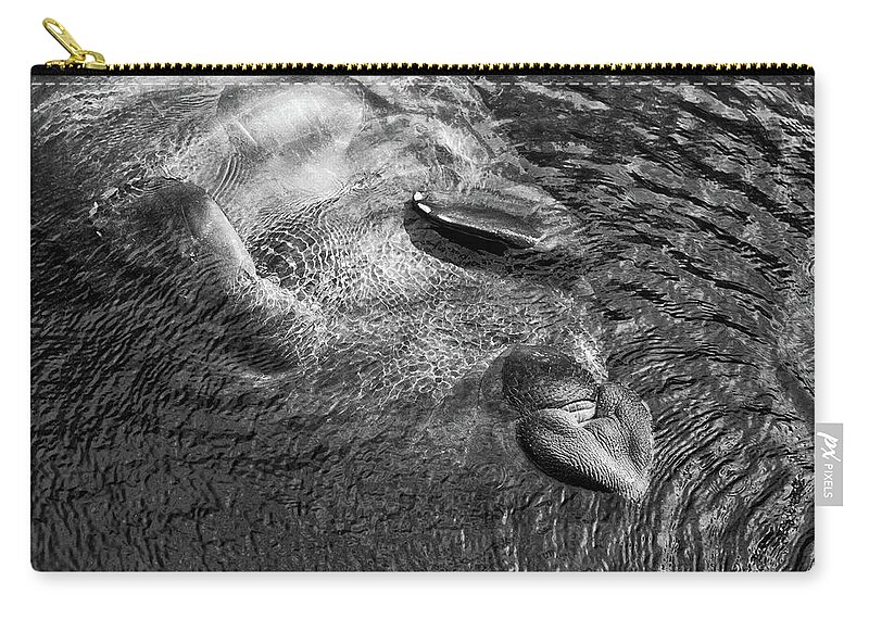 Manatee Zip Pouch featuring the photograph Floating Manatee by Louise Lindsay