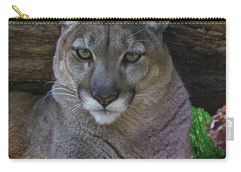 Florida Panther Zip Pouch featuring the photograph Florida Panther by Barbara Bowen