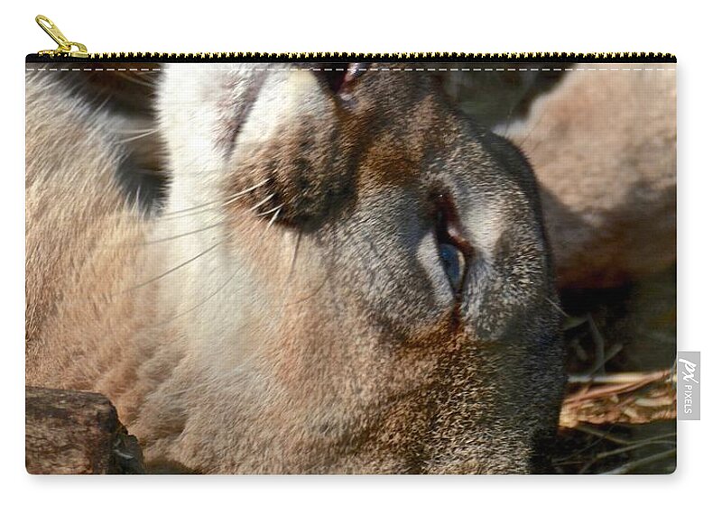 Panther Zip Pouch featuring the photograph Florida Panther Up-Close by Carol Bradley