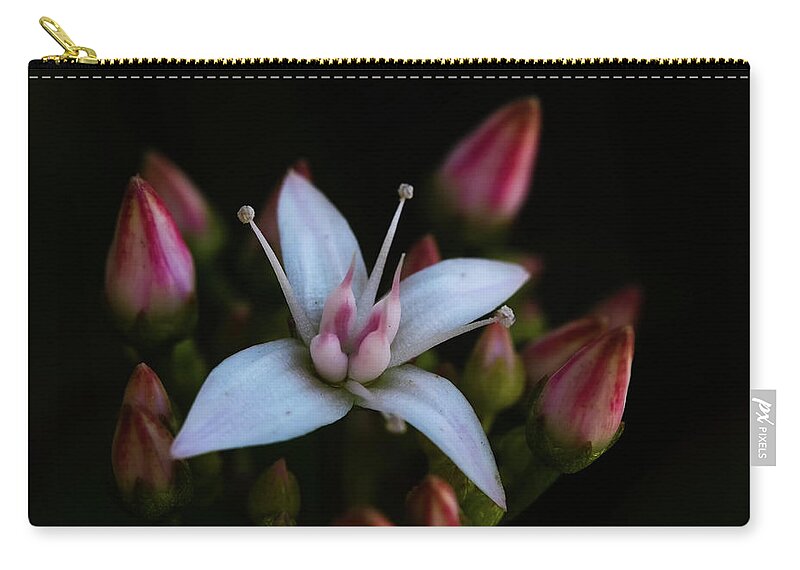 Jade Zip Pouch featuring the photograph Flower buds of the Jade Plant by Catherine Reading