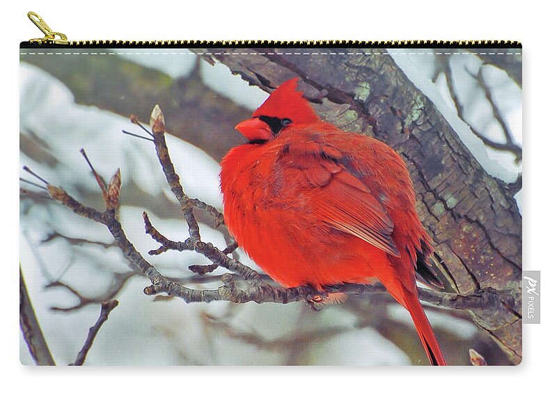 Cardinal Zip Pouch featuring the photograph Fluffed Up Male Cardinal by Kerri Farley