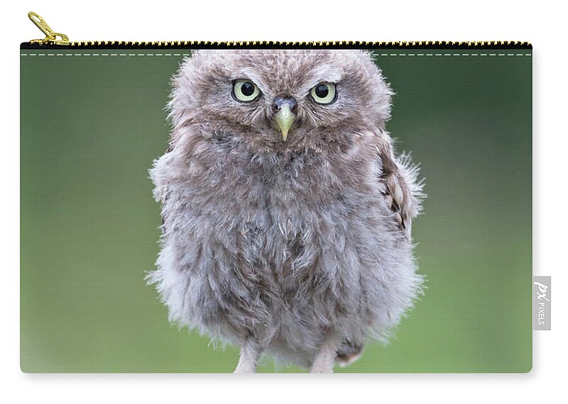 Little Zip Pouch featuring the photograph Fluffy Little Owl Owlet by Pete Walkden