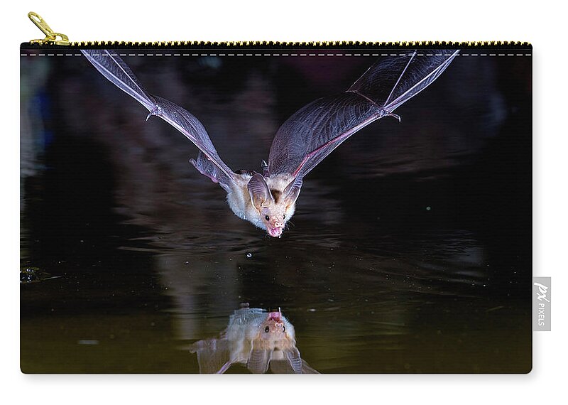 Bat Zip Pouch featuring the photograph Flying Bat with Reflection by Judi Dressler