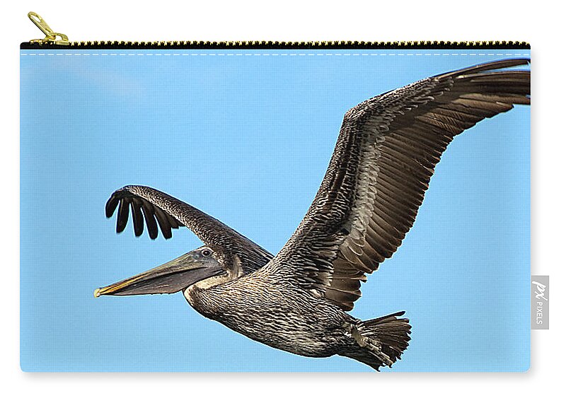 Wildlife Zip Pouch featuring the photograph Flying Brown Pelican by Kenneth Albin
