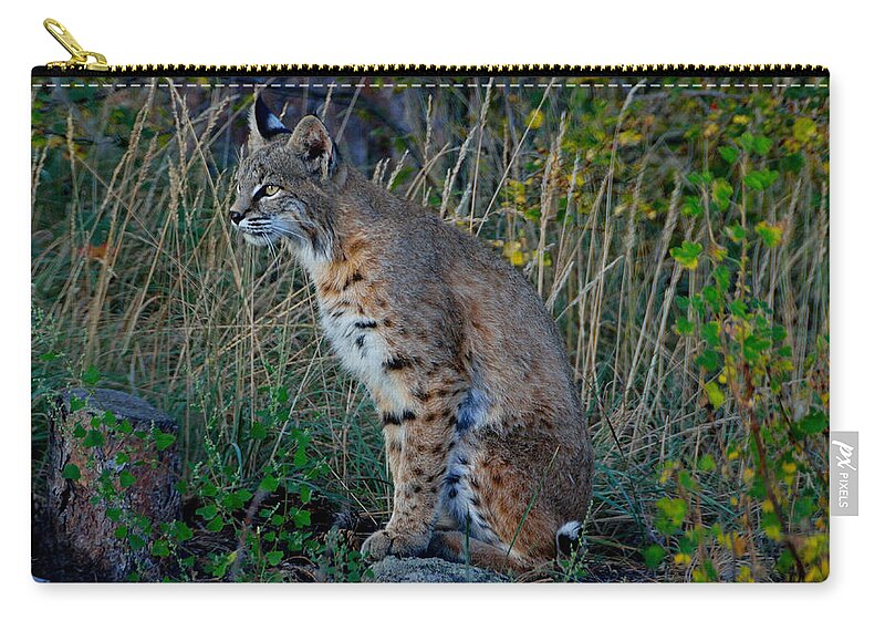 Bobcat Zip Pouch featuring the photograph Focused On the Hunt by Tranquil Light Photography