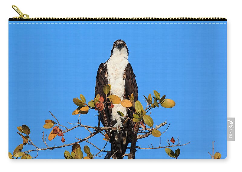 Florida Zip Pouch featuring the photograph Fort Myers Beach Bird Tour - Osprey with Eyes on You by Ronald Reid