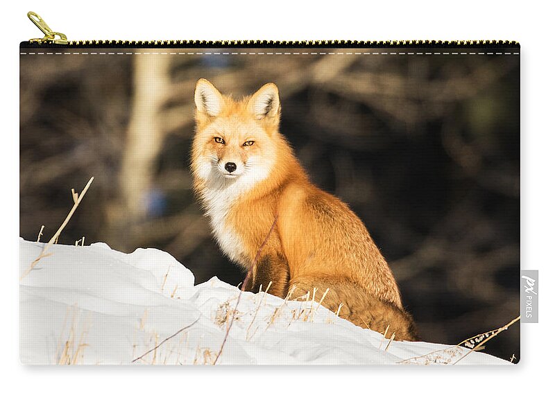 Red Fox Zip Pouch featuring the photograph Fox in Snow #3 by Mindy Musick King