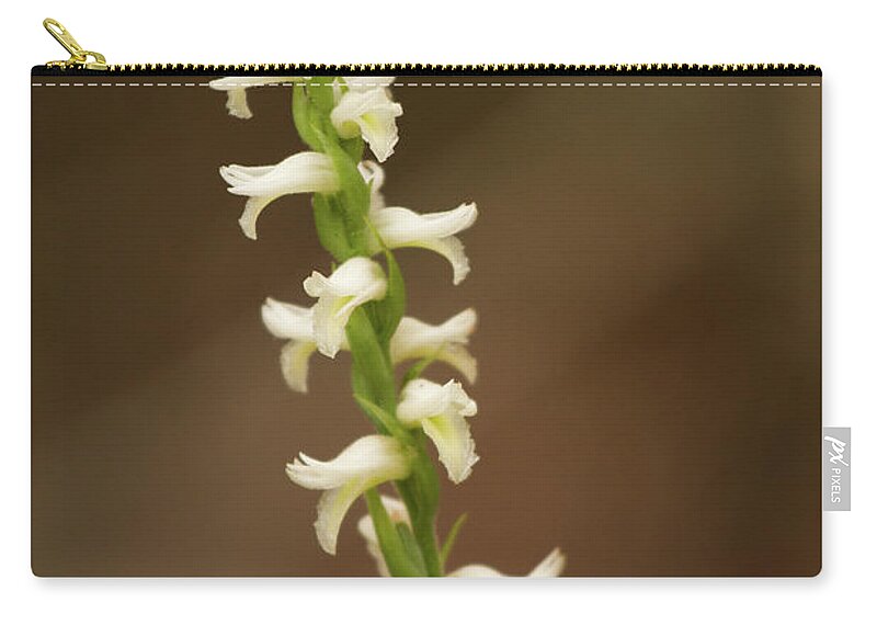 Ladiestresses Zip Pouch featuring the photograph Fragrant Ladiestresses  by Paul Rebmann