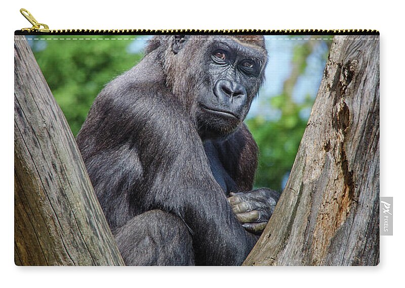 Great Apes Zip Pouch featuring the photograph Framed by Neil Shapiro