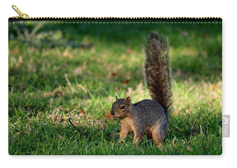 Squirrel Zip Pouch featuring the photograph Freeze by Christy Pooschke