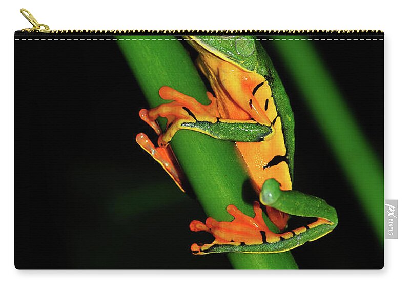 Frog Framed Prints Zip Pouch featuring the photograph Frog Pole Vault by Harry Spitz