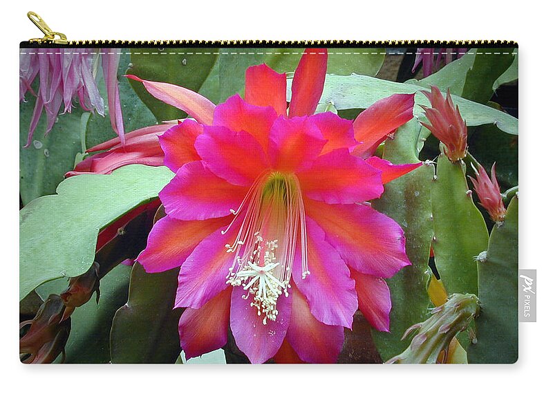 Fuchia Zip Pouch featuring the photograph Fuchia Cactus Flower by Douglas Barnett