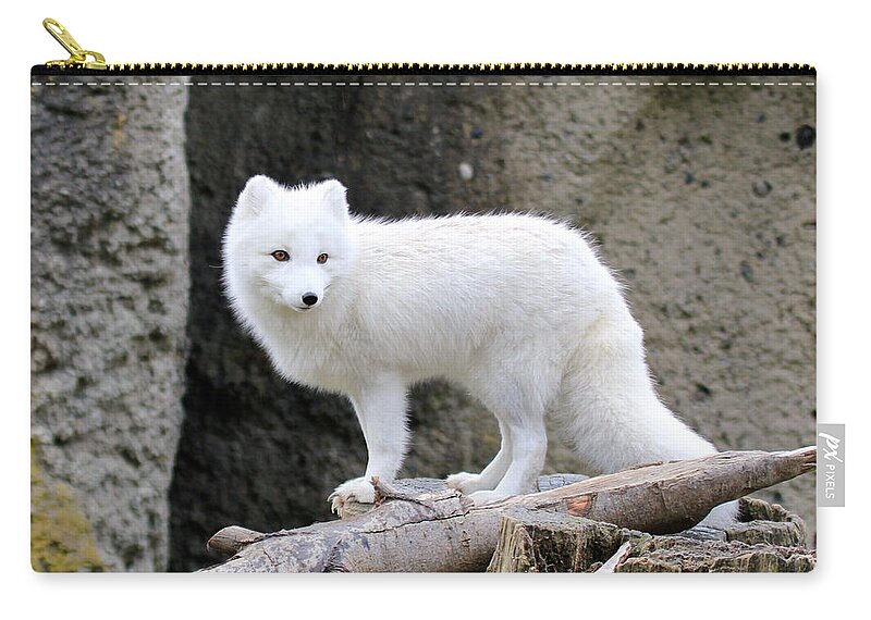 White Fox Zip Pouch featuring the photograph Furry Arctic Fox by Athena Mckinzie