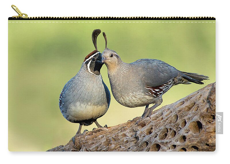 Quail Zip Pouch featuring the photograph Gambels Quails in Love by Judi Dressler