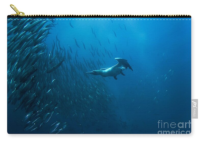 80135771 Zip Pouch featuring the photograph Gannet Chasing Baitball by Colin Marshall