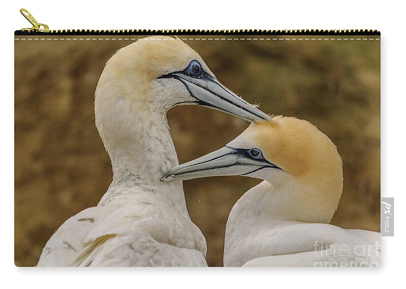 Gannet Carry-all Pouch featuring the photograph Gannets 4 by Werner Padarin