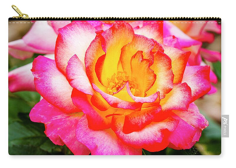 Valentine Zip Pouch featuring the photograph Garden Rose Beauty by Teri Virbickis