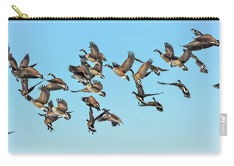 Branta Zip Pouch featuring the photograph Geese in flight by Patrick Wolf