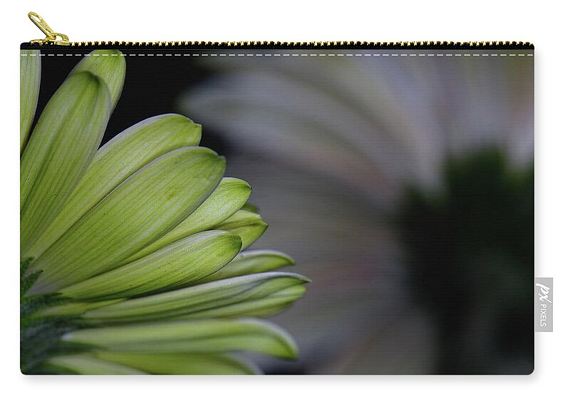 Backs Of Gerbera Blooms Zip Pouch featuring the photograph Gerbera Back Beauty by Debra Sabeck