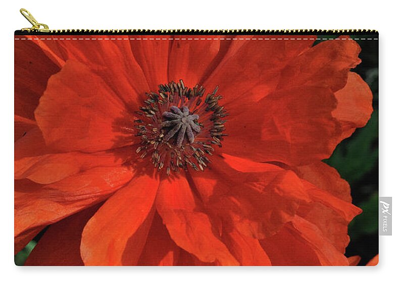 Flowers.poppy Carry-all Pouch featuring the photograph Giant Mountain Poppy by Ron Cline