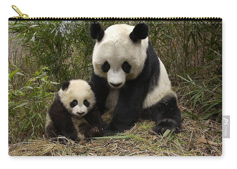 Mp Zip Pouch featuring the photograph Giant Panda Ailuropoda Melanoleuca by Katherine Feng