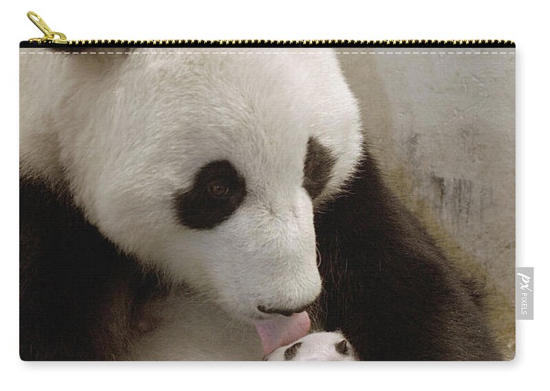 Mp Zip Pouch featuring the photograph Giant Panda Ailuropoda Melanoleuca Xi by Katherine Feng