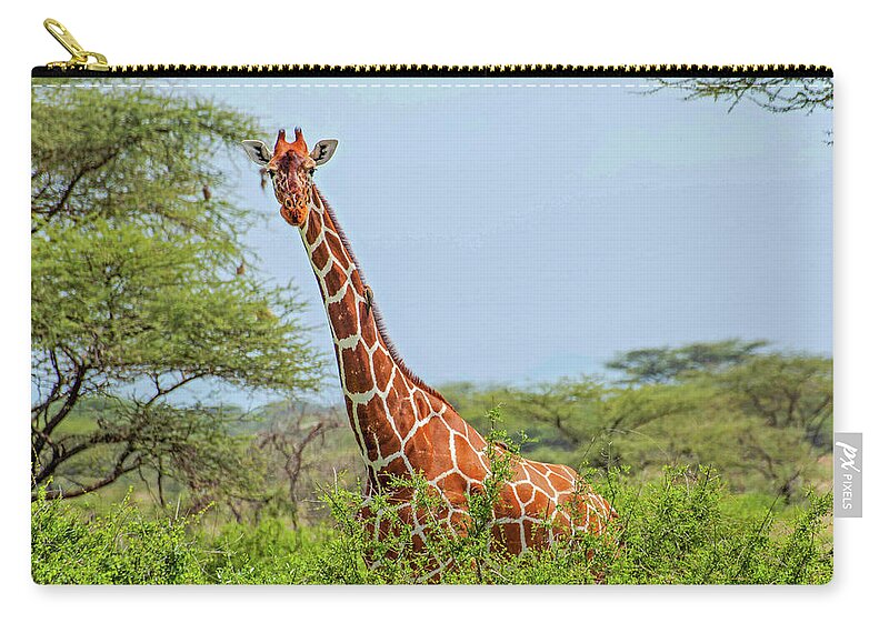 Giraffe Zip Pouch featuring the photograph Giraffe in the shrubs by Peggy Blackwell