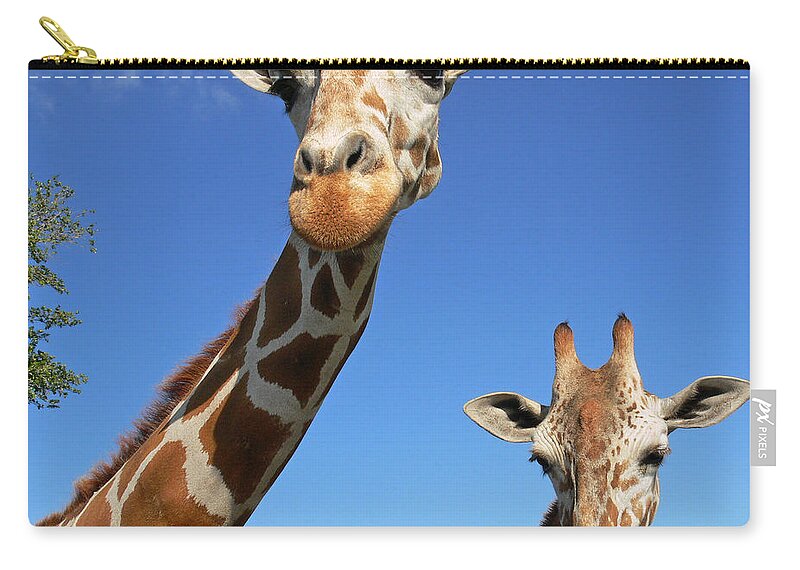 Giraffe Zip Pouch featuring the photograph Giraffes by Steven Sparks
