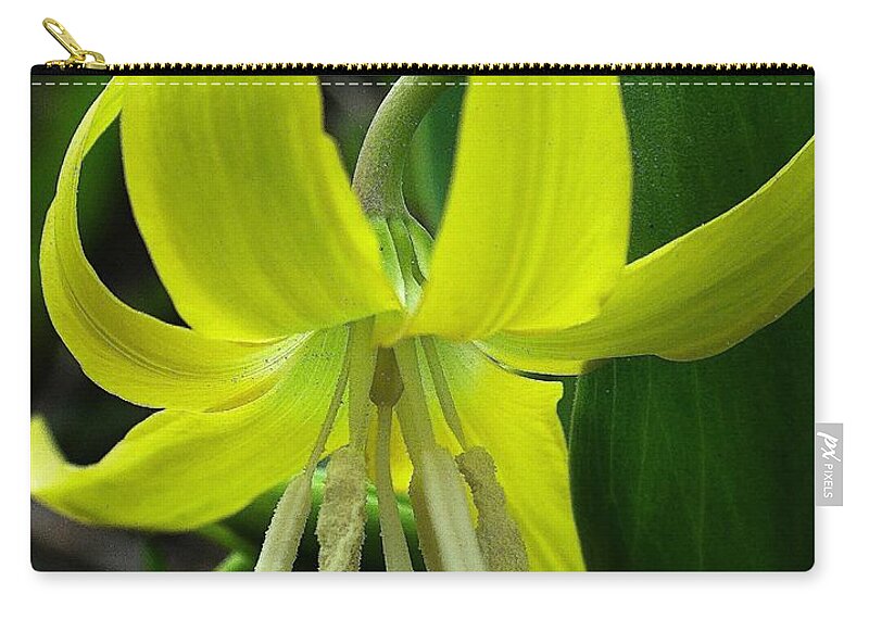 Glacier Lily Zip Pouch featuring the photograph Glacier Lily by Tracey Vivar