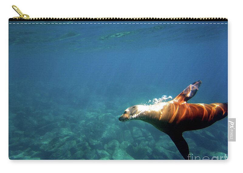 Sea Lion Zip Pouch featuring the photograph Gliding Beauty by Becqi Sherman