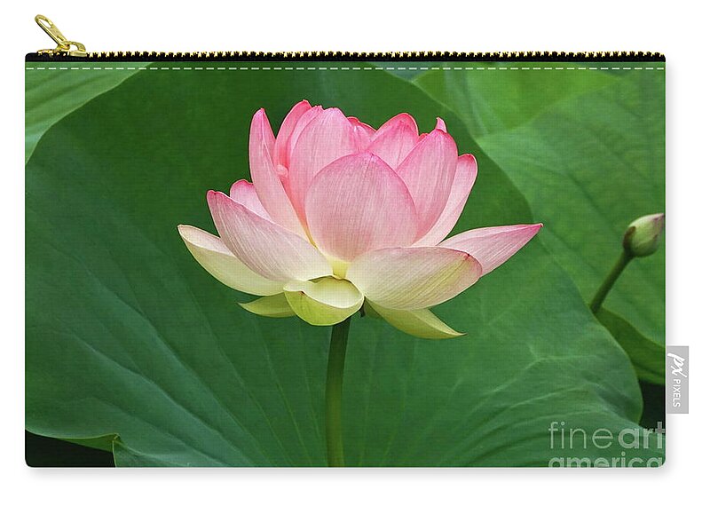 Beautiful Large Lotus Blossom Zip Pouch featuring the photograph Glorious Beauty Of The Lotus by Byron Varvarigos