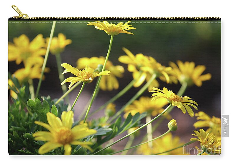 Daisy Zip Pouch featuring the photograph Glorious Yellow Daisies by Carol Groenen