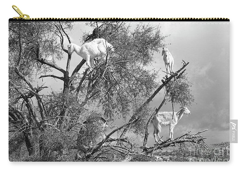 Morocco Zip Pouch featuring the photograph Goats in Tree BW by Chuck Kuhn