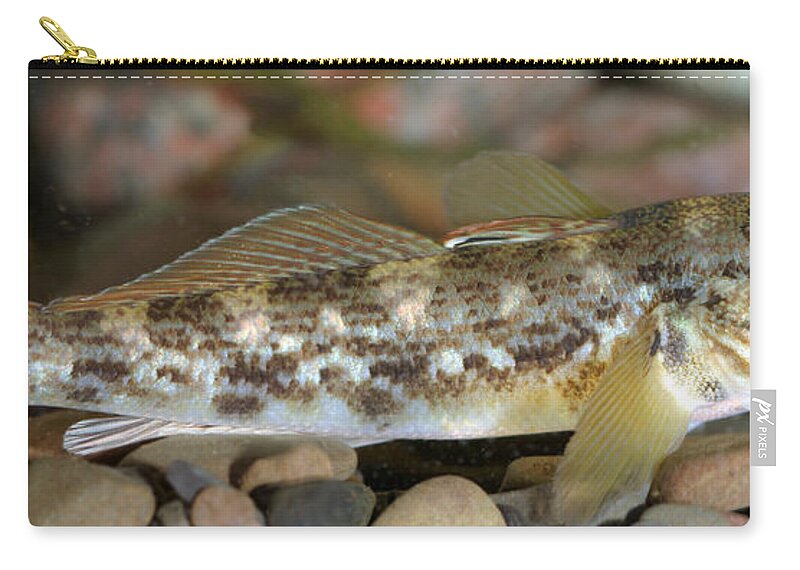 Fish Zip Pouch featuring the photograph Goby Fish by Ted Kinsman