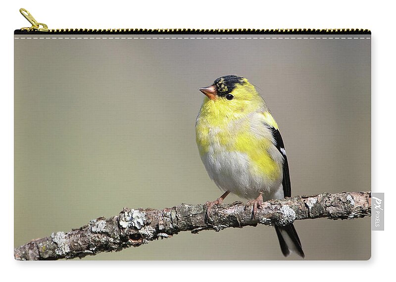 Goldfinch Zip Pouch featuring the photograph Gold Finch by Eilish Palmer