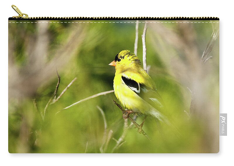 Birds Zip Pouch featuring the photograph Gold Finch by Greg Nyquist