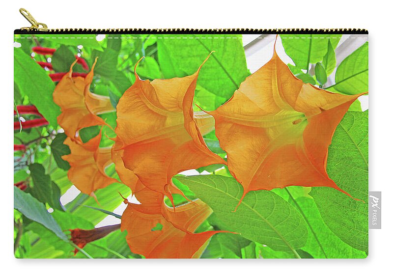 Golden Angel's Trumpet Datura Green Leaf Background Red Flower Accents Zip Pouch featuring the photograph Golden Angel's Trumpet Datura Green Leaf Background Red Flower Accents 2 10232017 Colorado by David Frederick