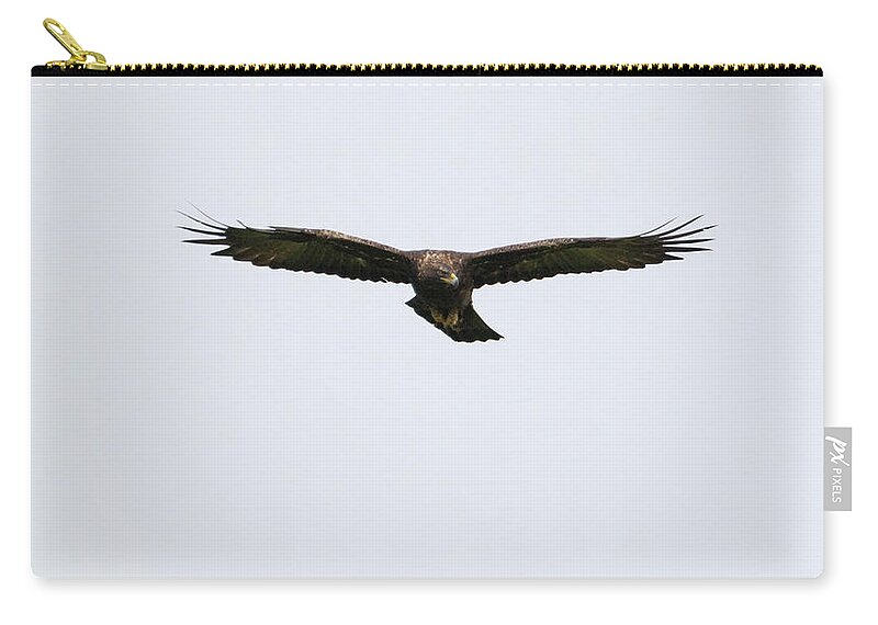 Golden Zip Pouch featuring the photograph Golden Eagle Soars by Pete Walkden