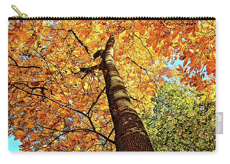 Hickory Tree Zip Pouch featuring the photograph Golden Hickory by Peg Runyan