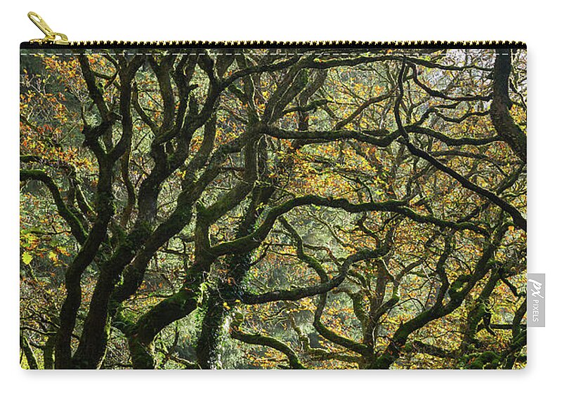 Oak Trees Carry-all Pouch featuring the photograph Golden Oaks by Andy Myatt