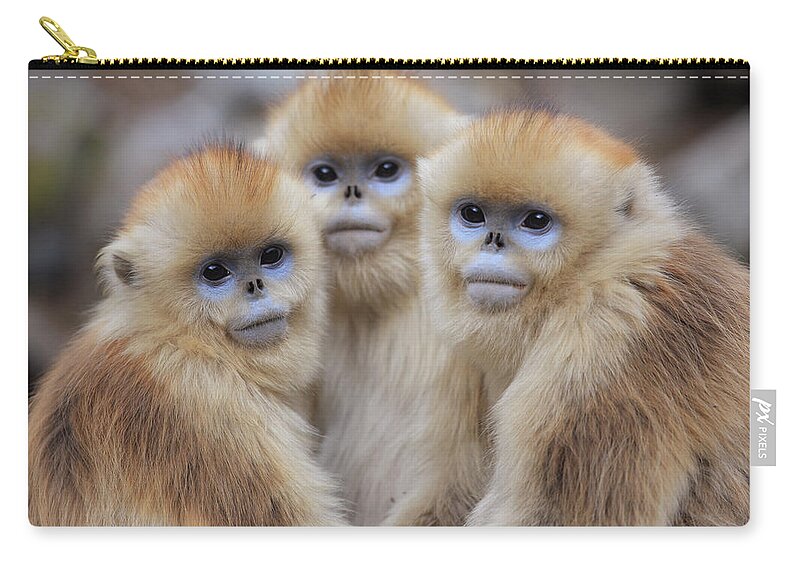 Mp Zip Pouch featuring the photograph Golden Snub-nosed Monkey Rhinopithecus by Cyril Ruoso