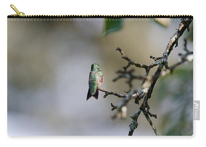 Hummingbird Zip Pouch featuring the photograph Out on a Limb by Kristin Hatt